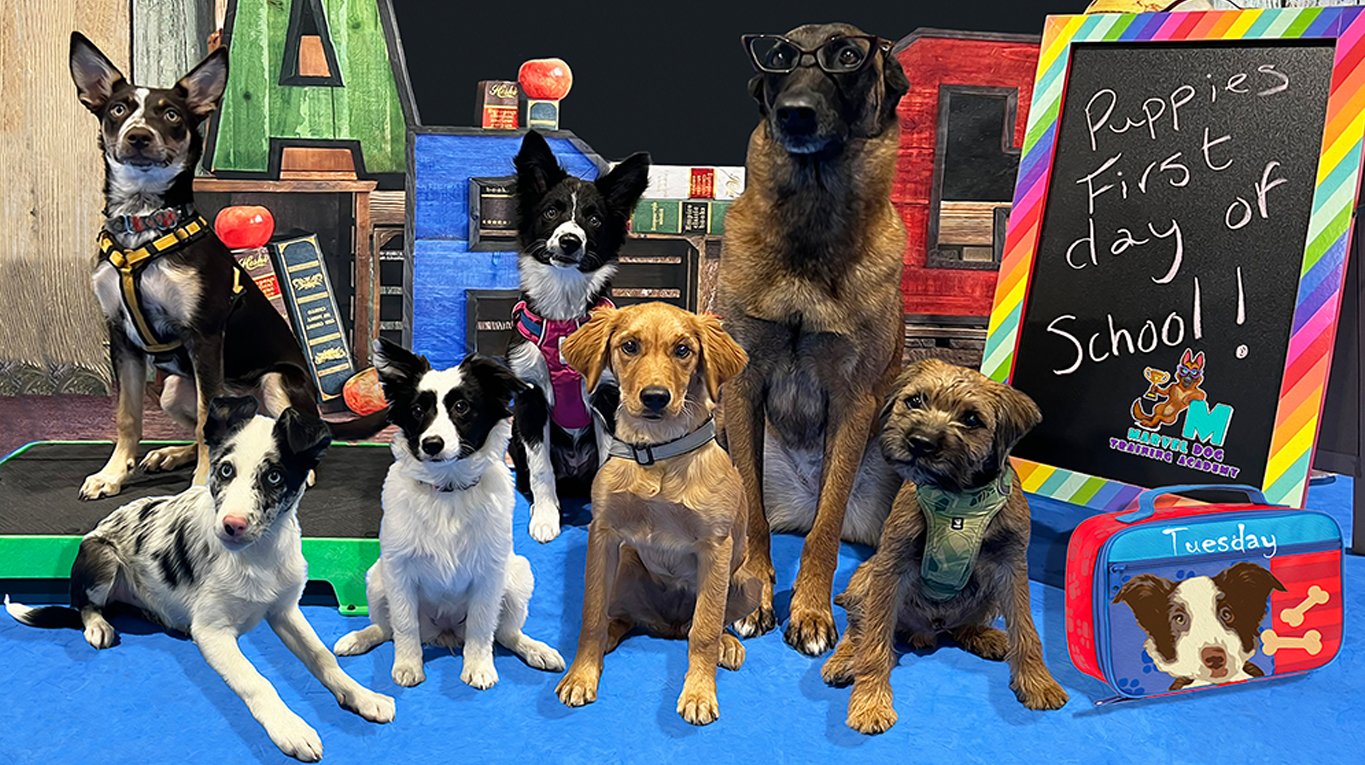 Puppy Academy